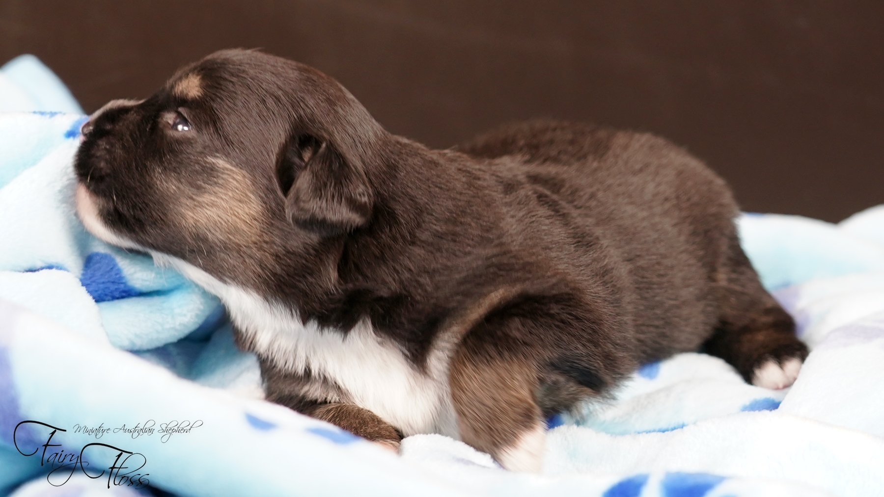 Fairy-Floss-Aussies - Mini Aussie / Mini Amercian Shepherd