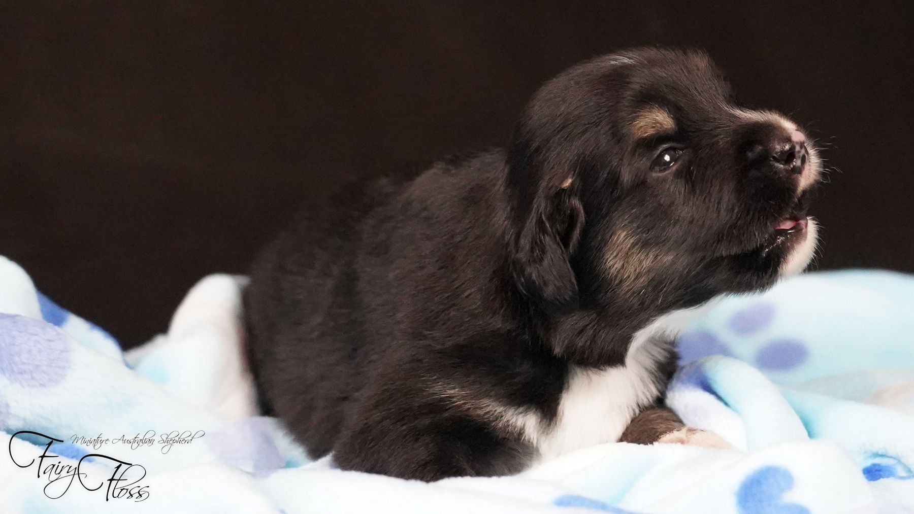 Fairy-Floss-Aussies - Mini Aussie / Mini Amercian Shepherd