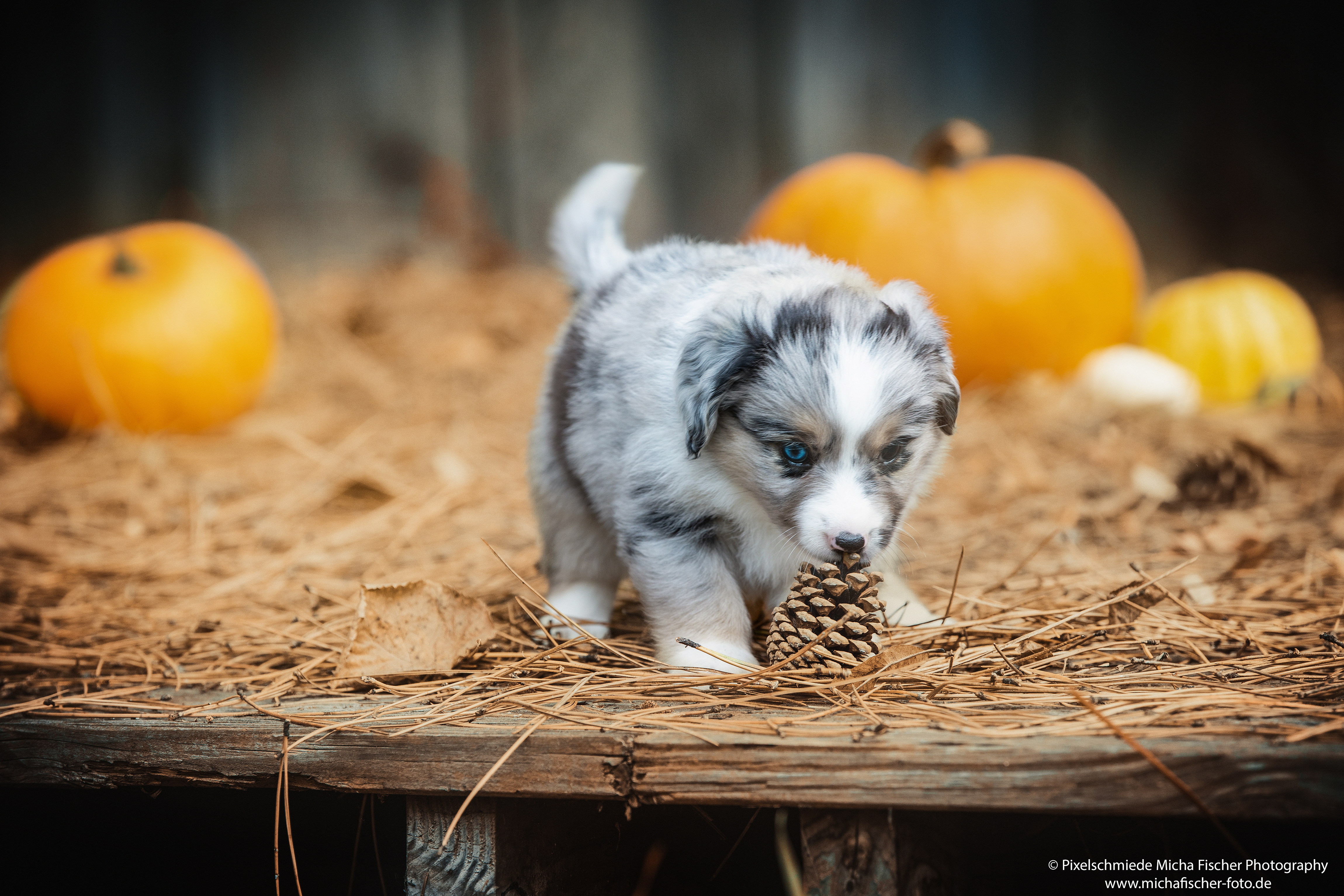 Fairy-Floss-Aussies - Mini Aussie / Mini Amercian Shepherd