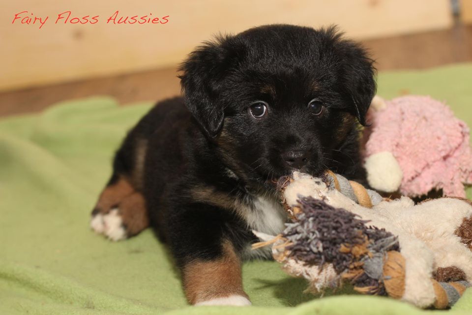 Mini Aussie Welpen