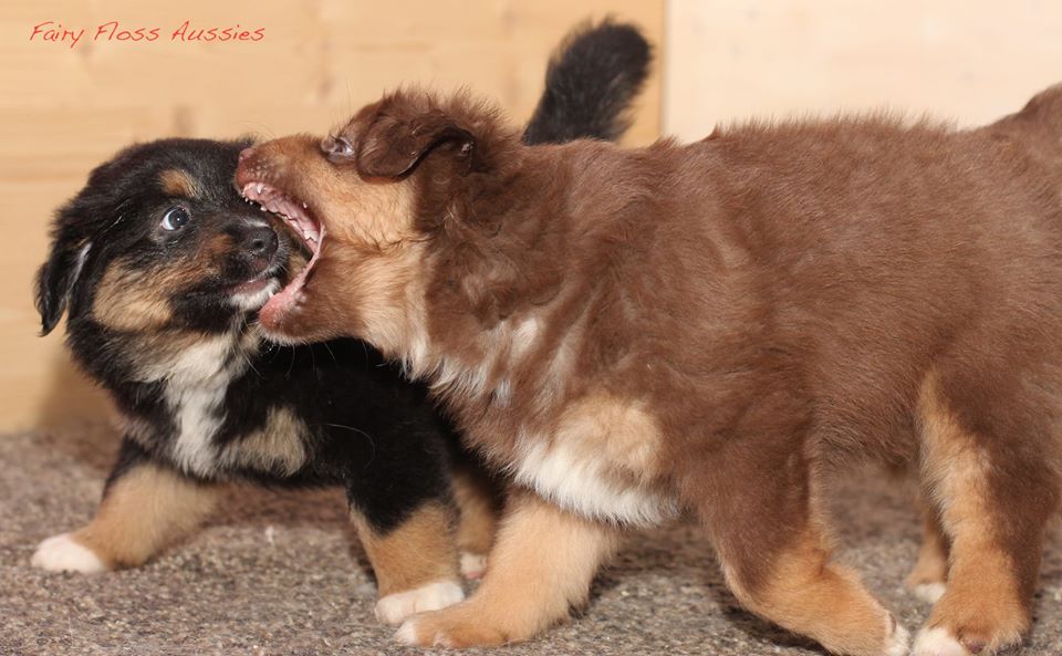 Mini Aussie Welpen