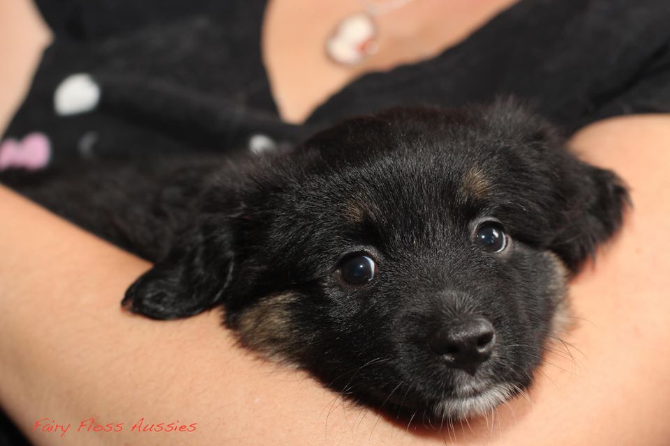 Mini Aussie Welpen