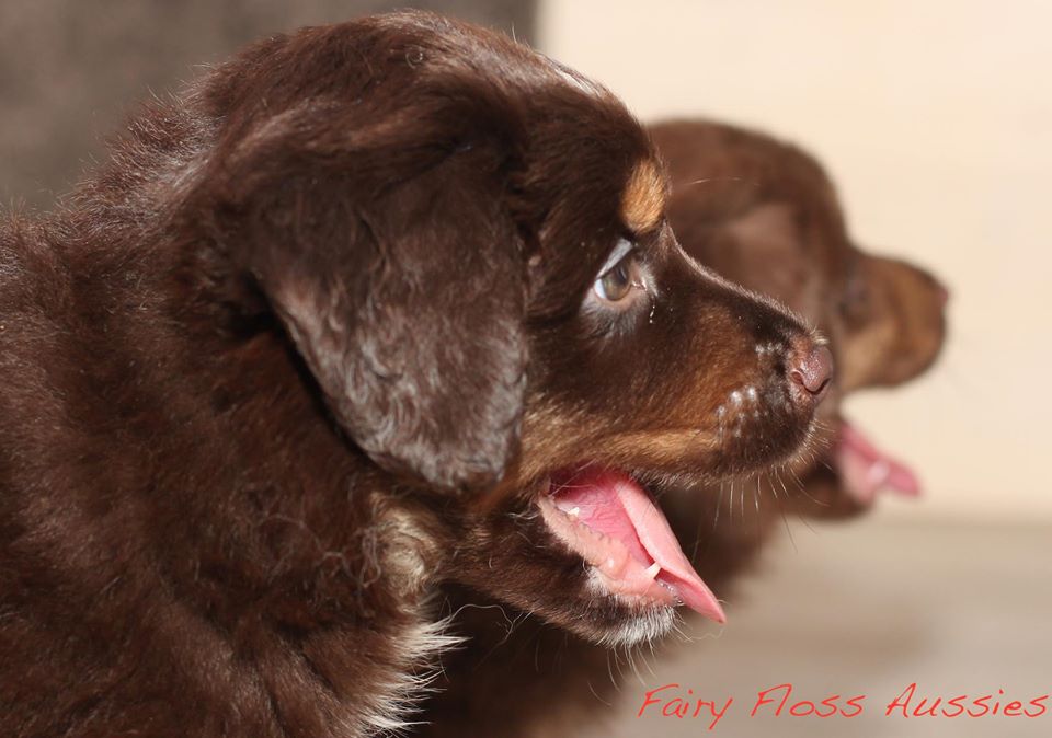 Mini Aussie Welpen