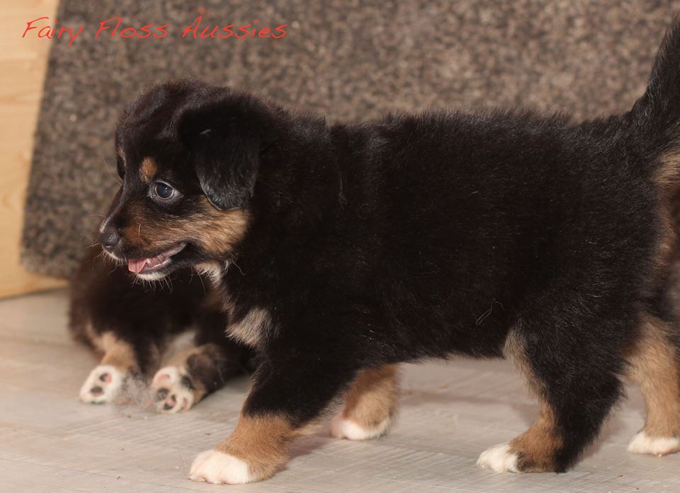 Mini Aussie Welpen