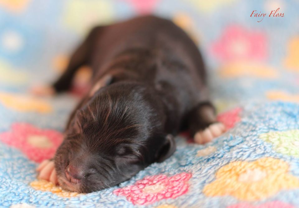 Mini Aussie Welpen