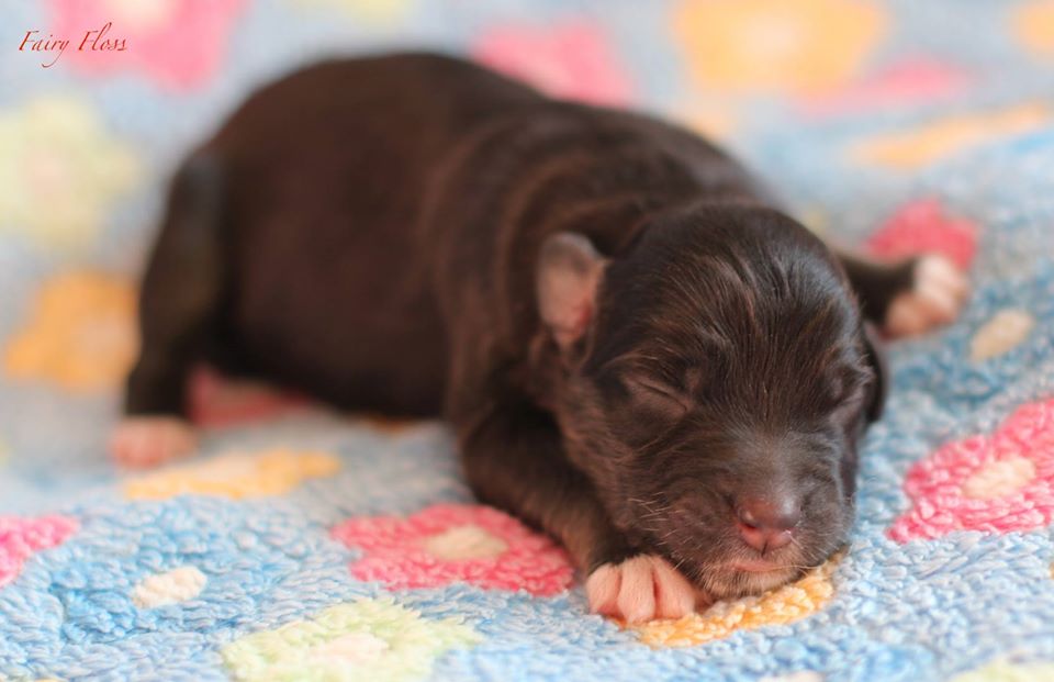 Mini Aussie Welpen