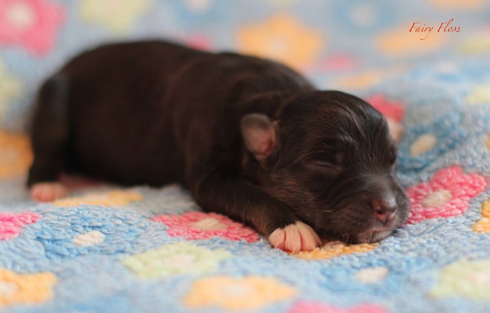 Mini Aussie Welpen