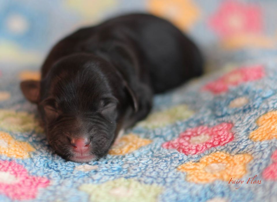 Mini Aussie Welpen