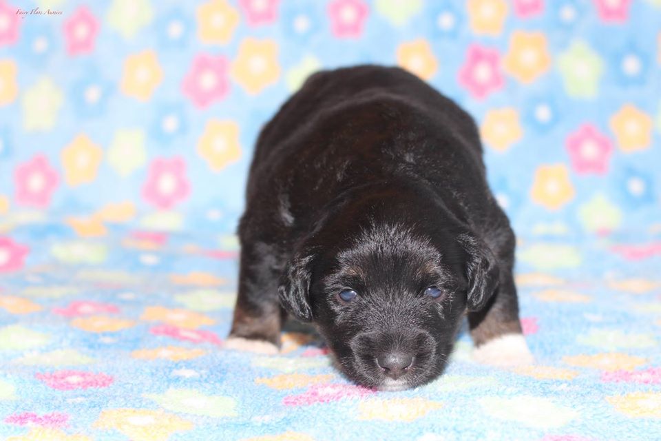 Mini Aussie Welpen