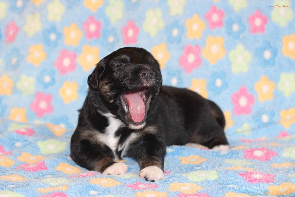 Mini Aussie Welpen