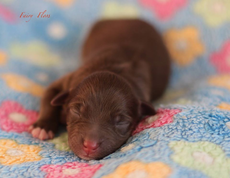 Mini Aussie Welpen