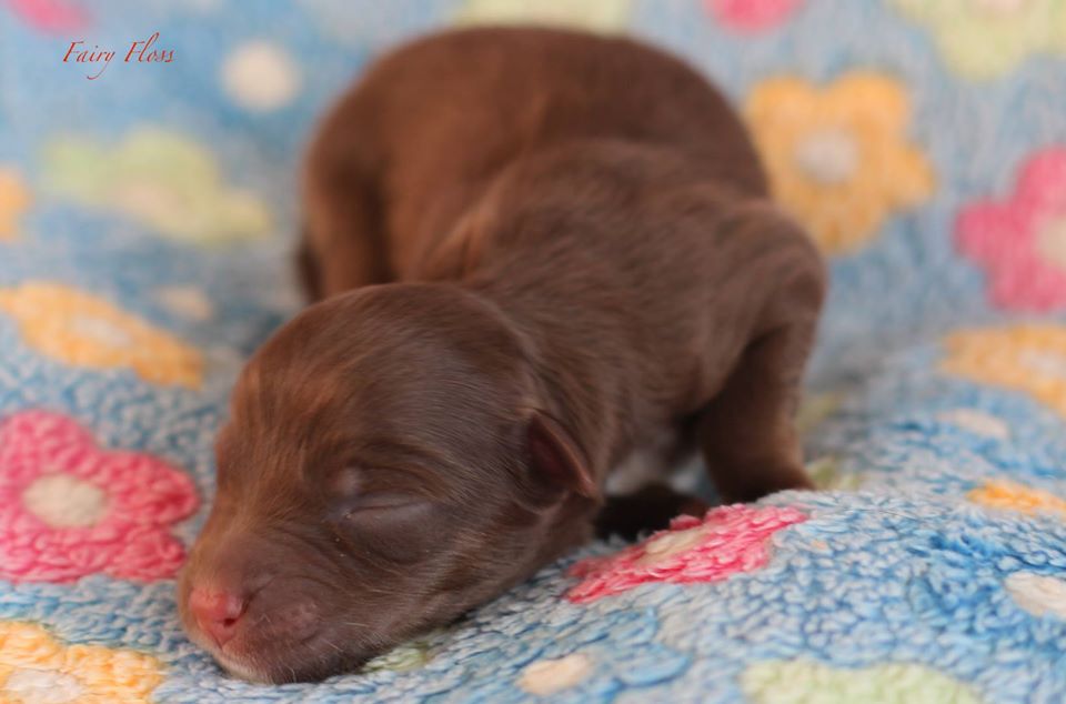 Mini Aussie Welpen