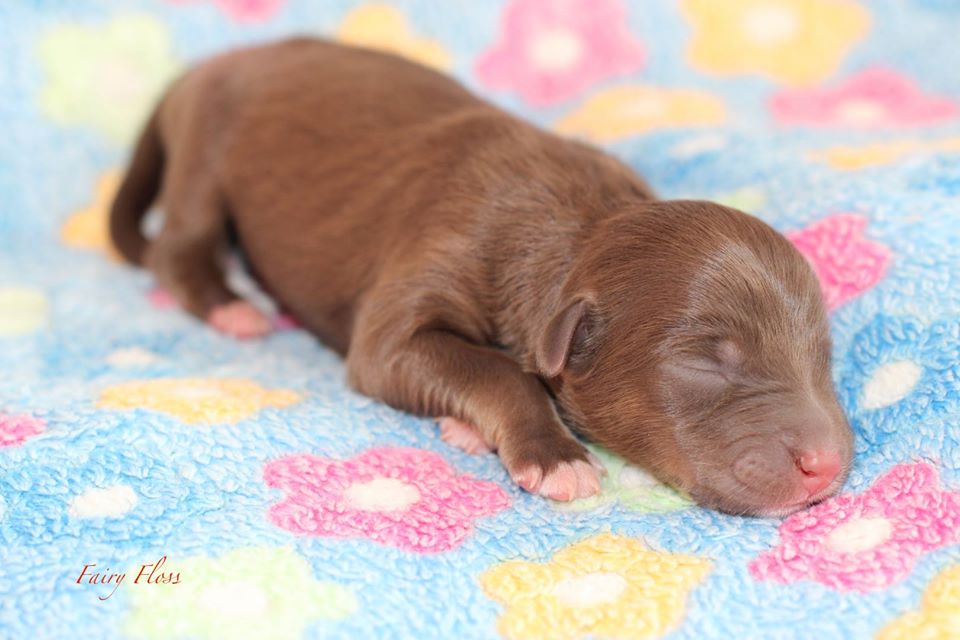 Mini Aussie Welpen