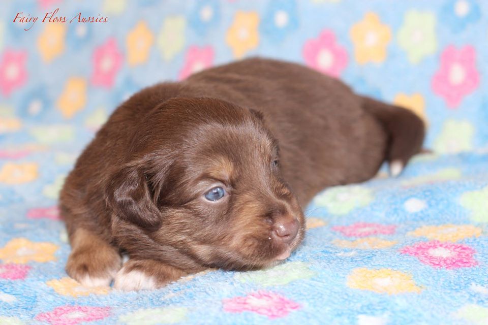 Mini Aussie Welpen