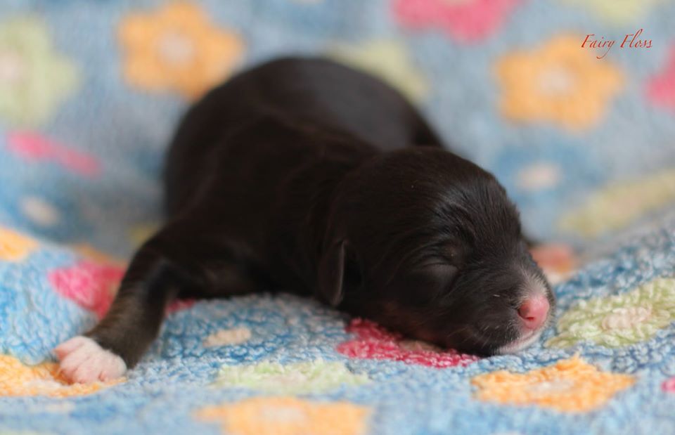 Mini Aussie Welpen