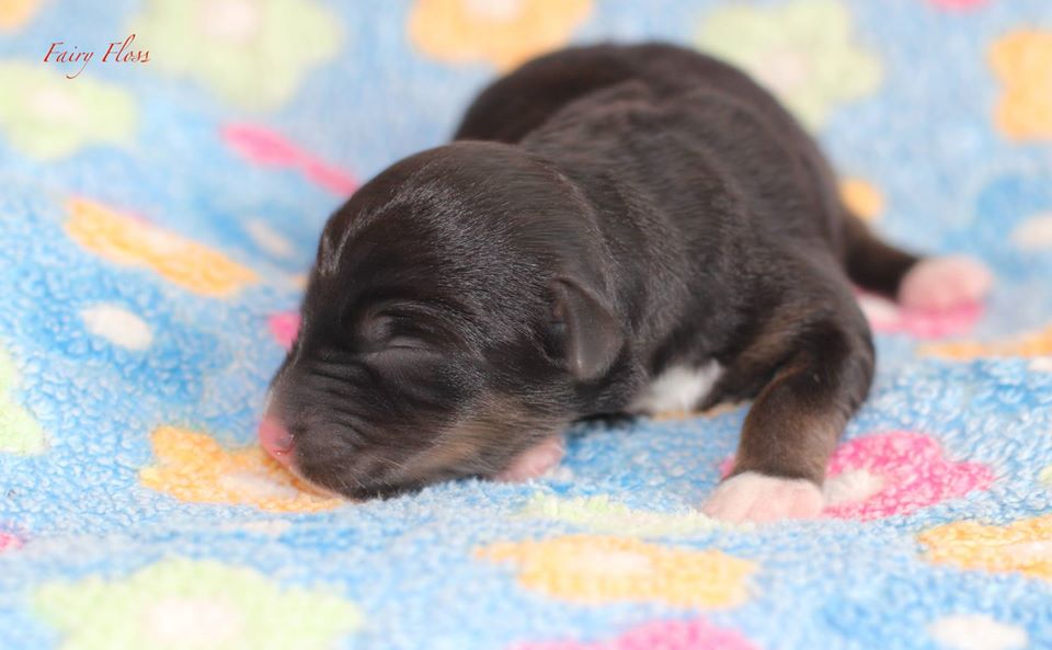 Mini Aussie Welpen