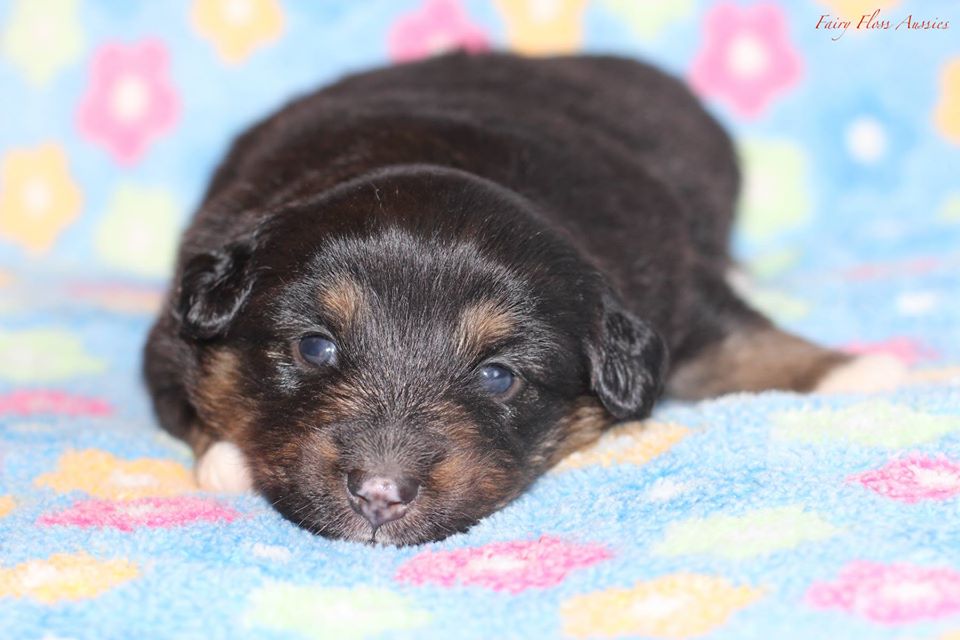 Mini Aussie Welpen