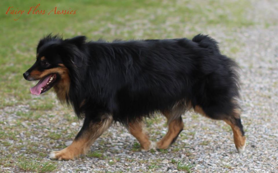 Mini Aussie Deckrüde