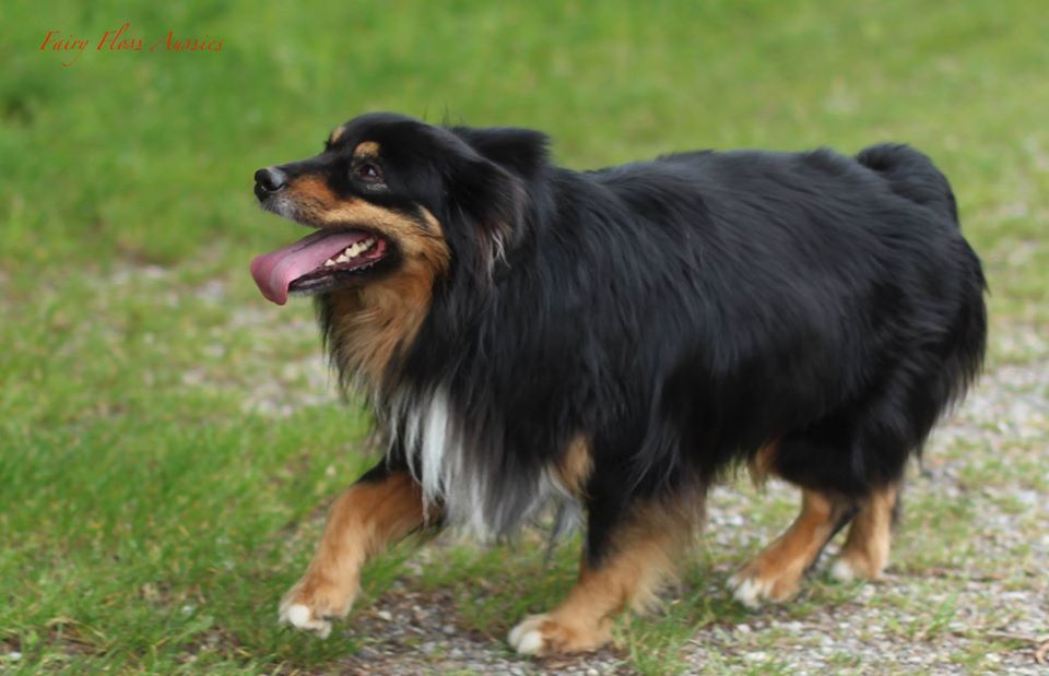 Mini Aussie Welpen