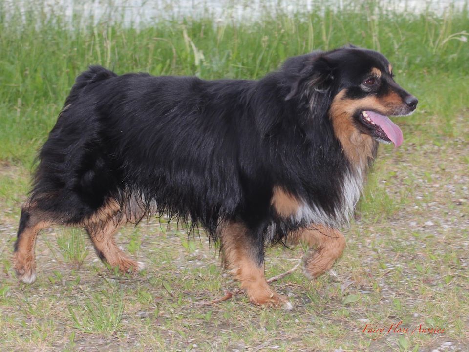 Mini Aussie Deckrüde