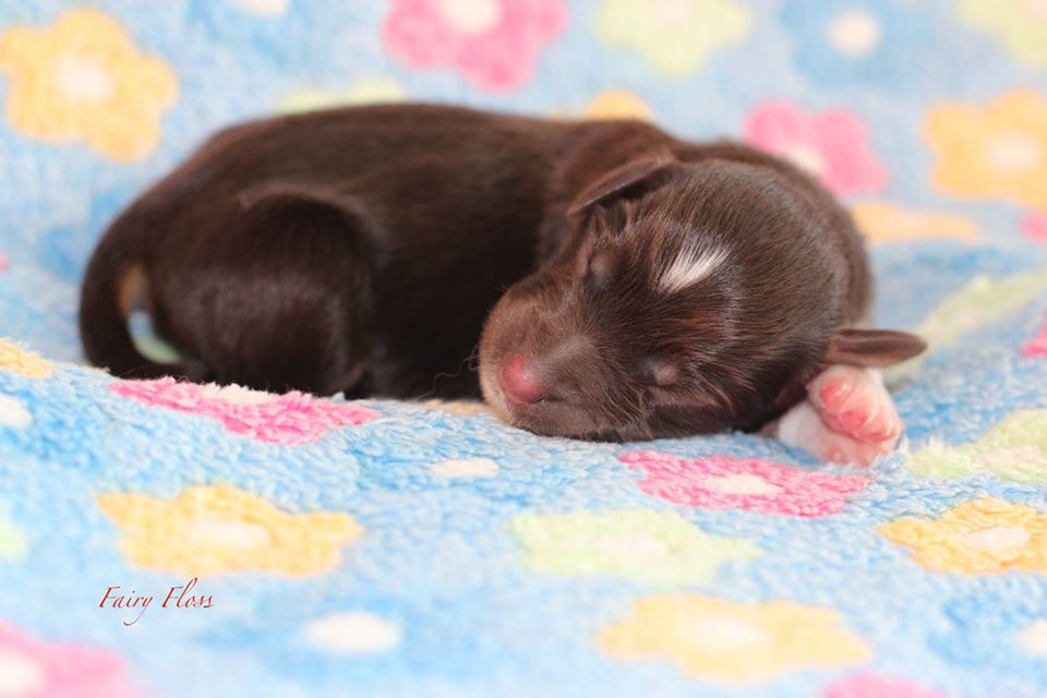 Mini Aussie Welpen