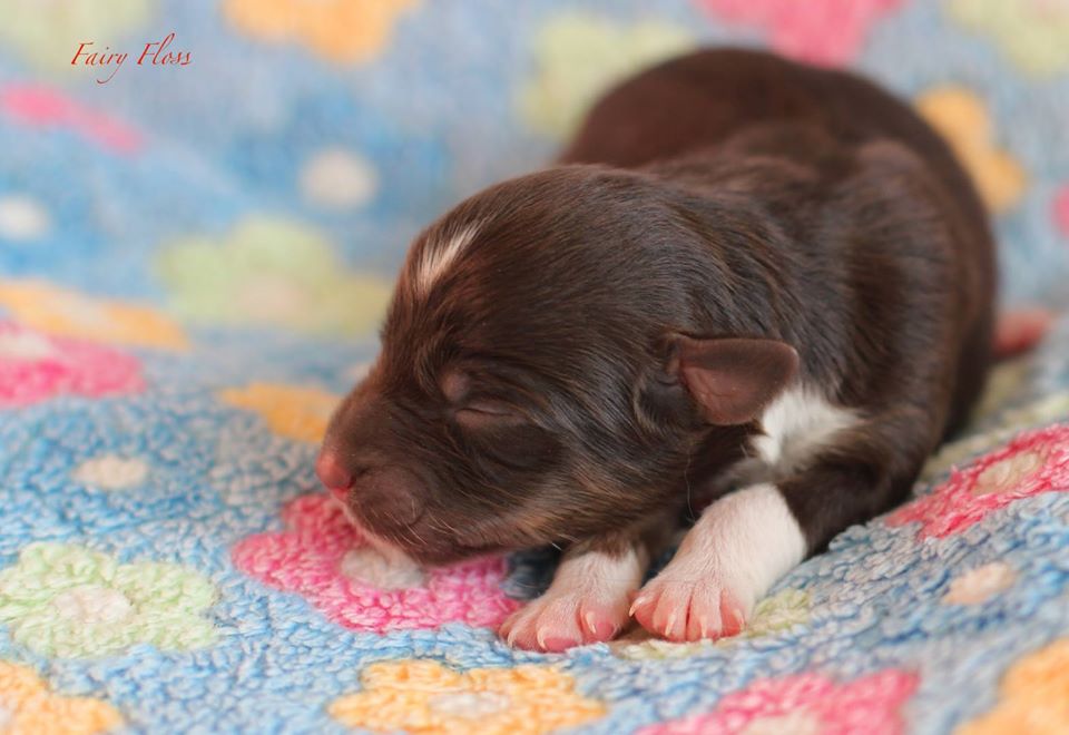 Mini Aussie Welpen