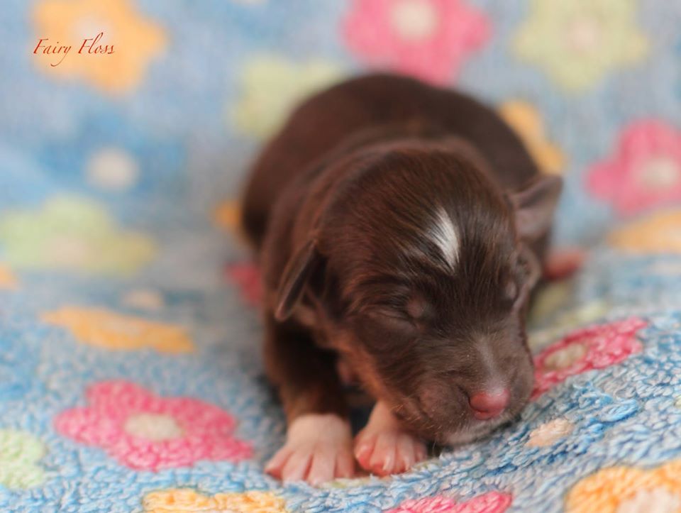 Mini Aussie Welpen