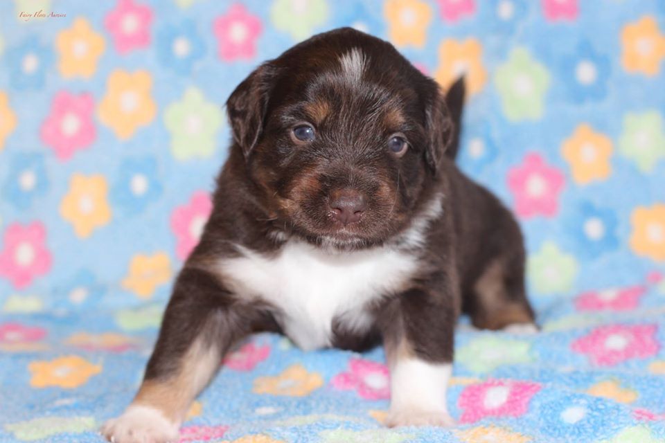 Mini Aussie Welpen