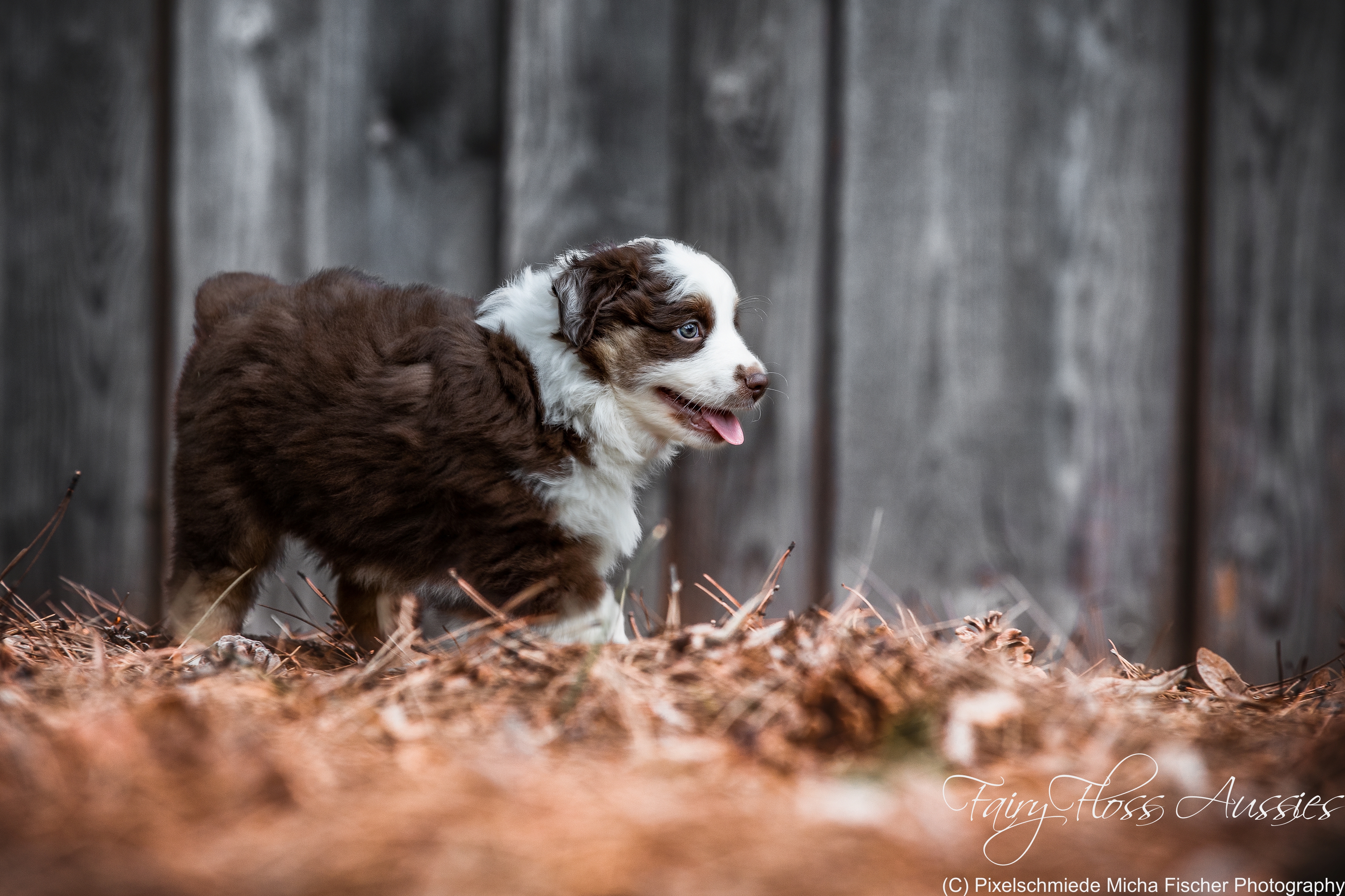 Fairy-Floss-Aussies - Mini Aussie / Mini Amercian Shepherd