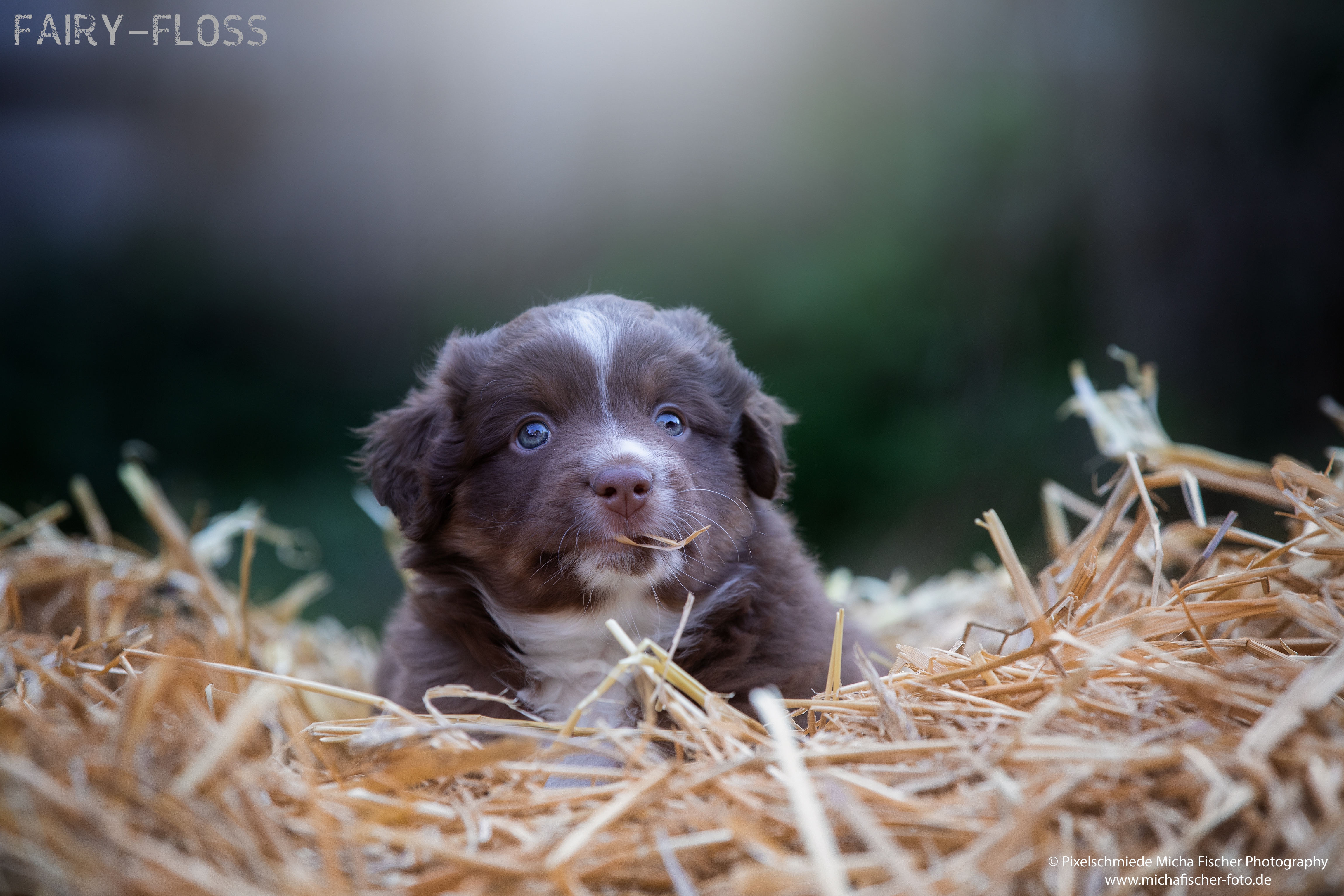 Fairy-Floss-Aussies - Mini Aussie / Mini Amercian Shepherd