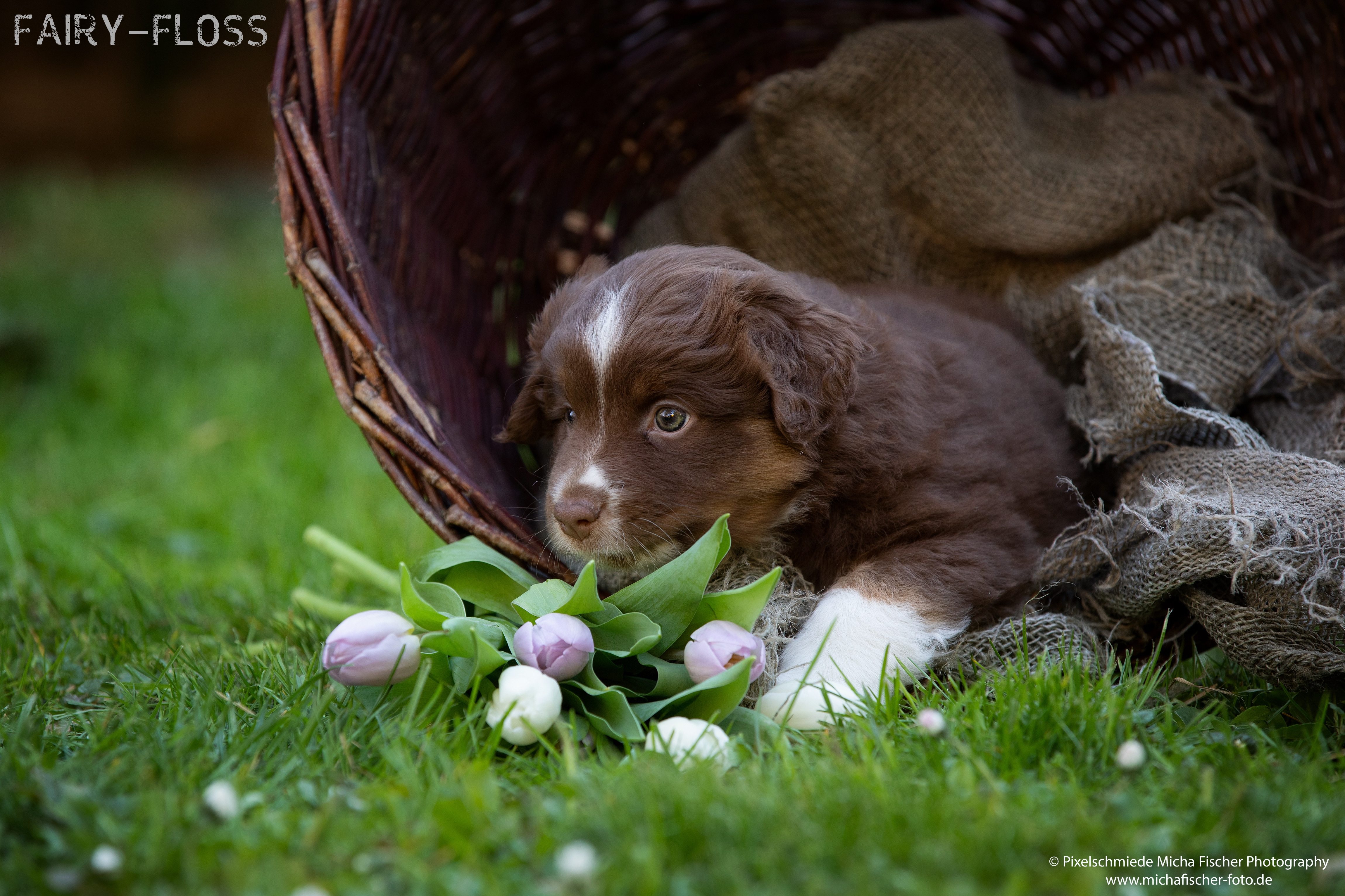 Fairy-Floss-Aussies - Mini Aussie / Mini Amercian Shepherd