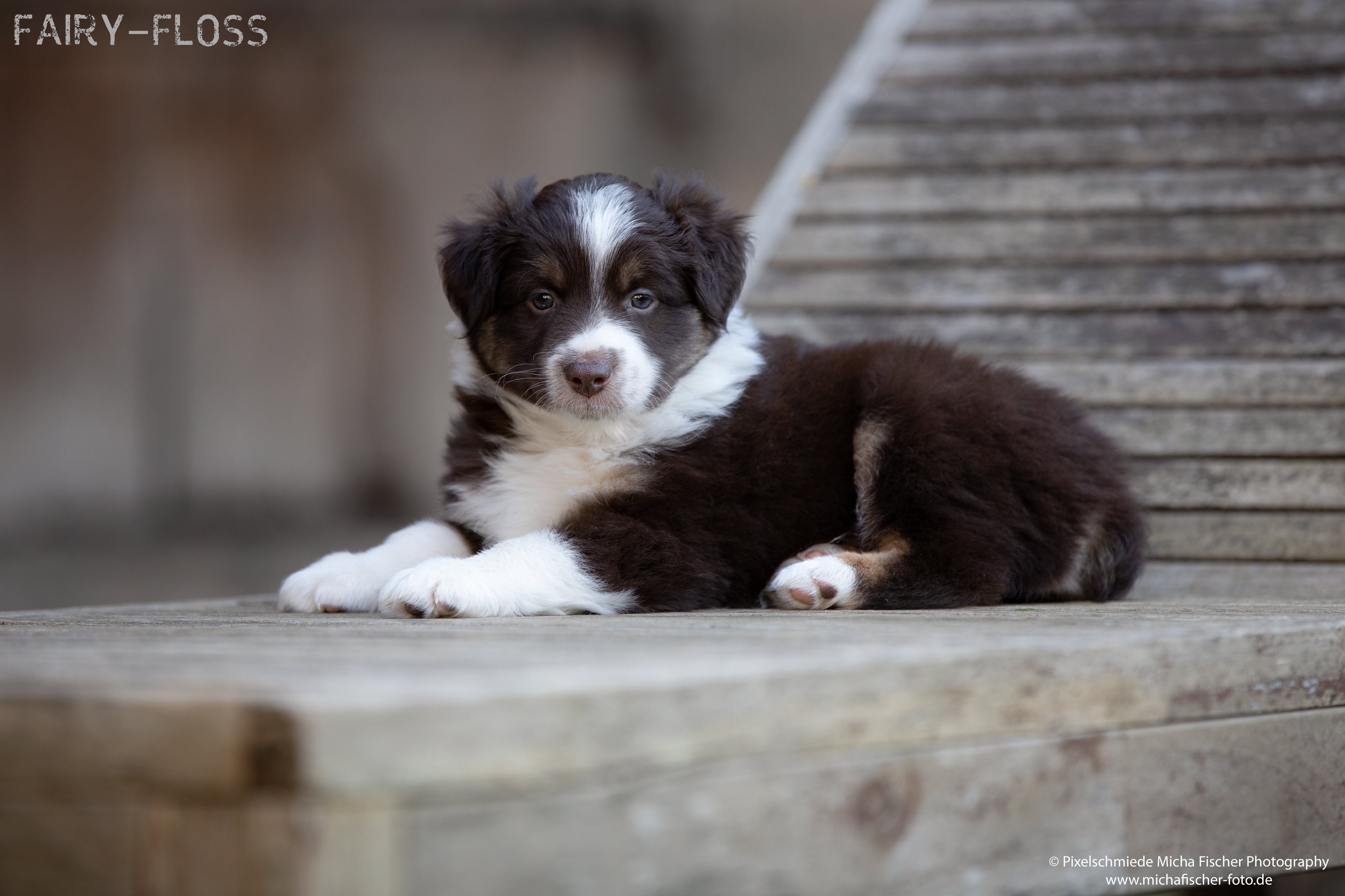 Fairy-Floss-Aussies - Mini Aussie / Mini Amercian Shepherd