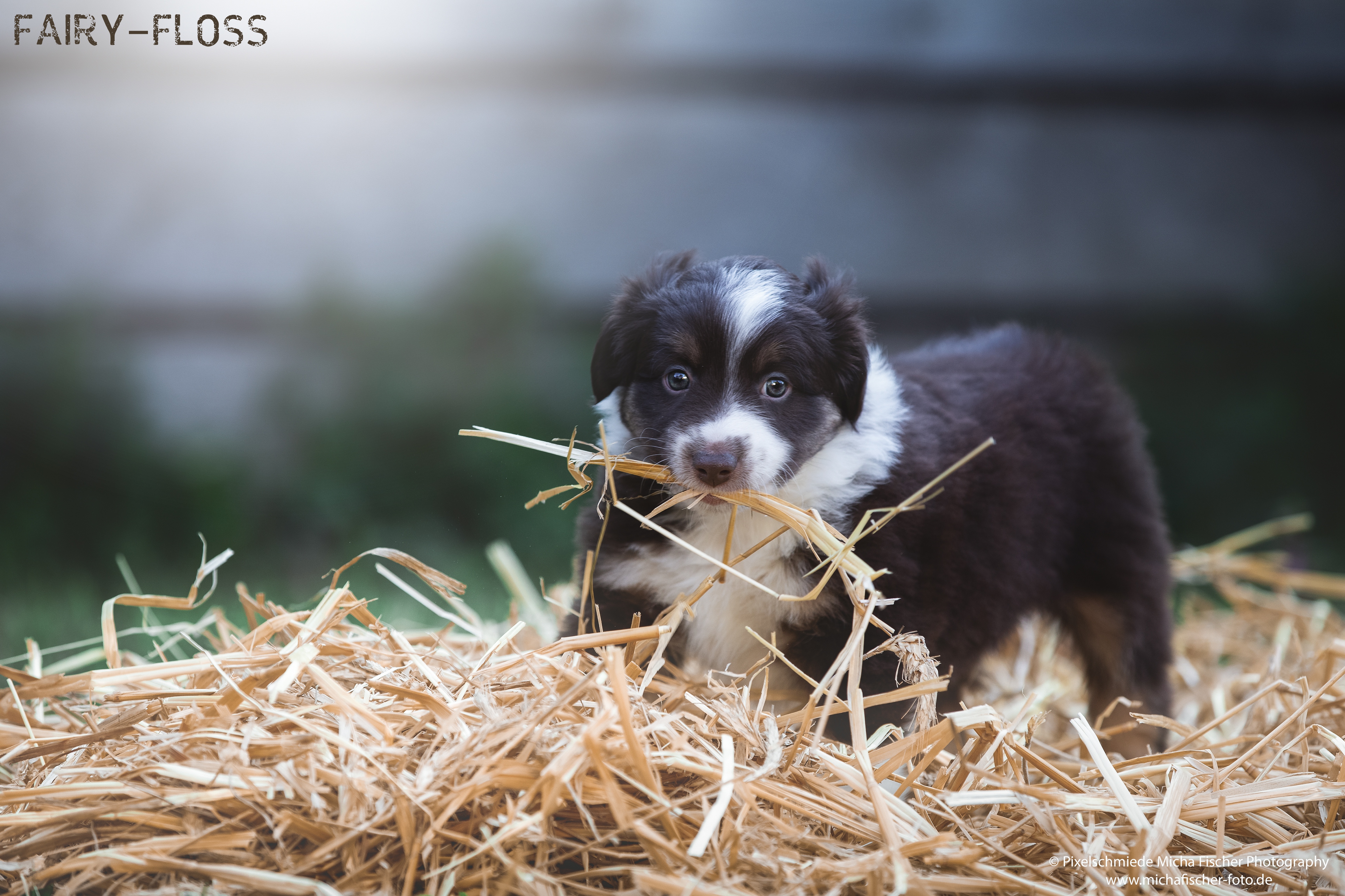 Fairy-Floss-Aussies - Mini Aussie / Mini Amercian Shepherd