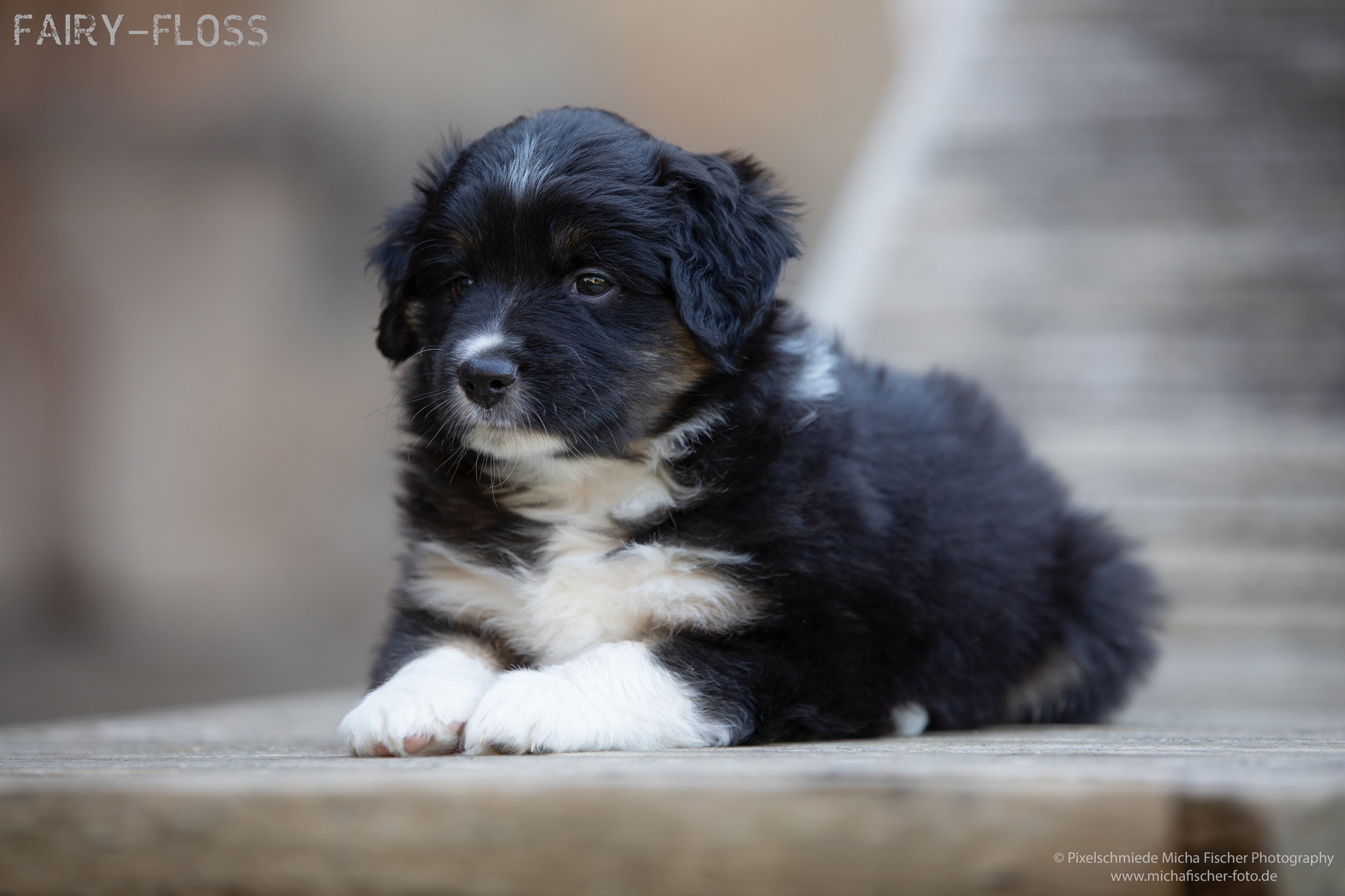 Fairy-Floss-Aussies - Mini Aussie / Mini Amercian Shepherd