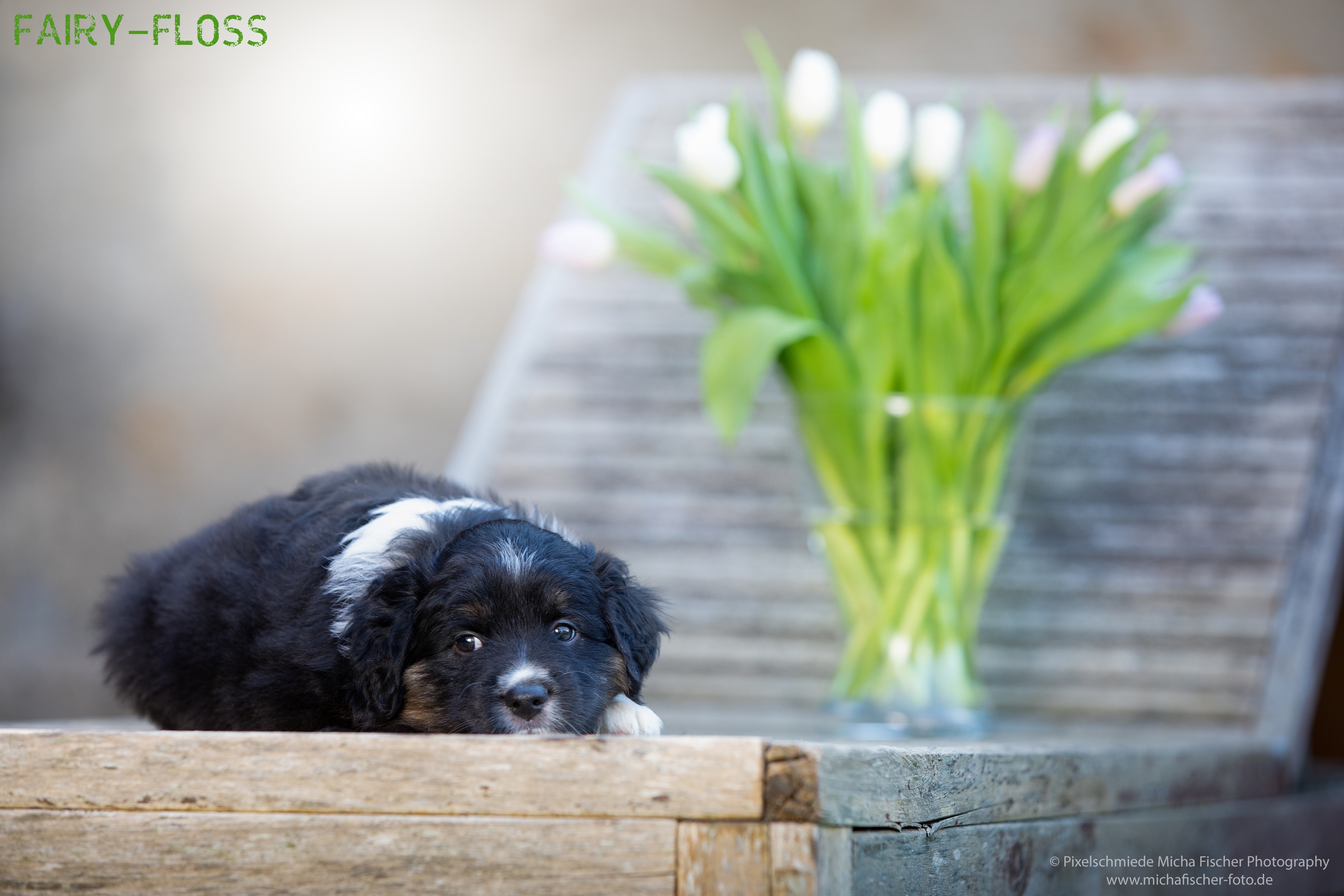 Fairy-Floss-Aussies - Mini Aussie / Mini Amercian Shepherd