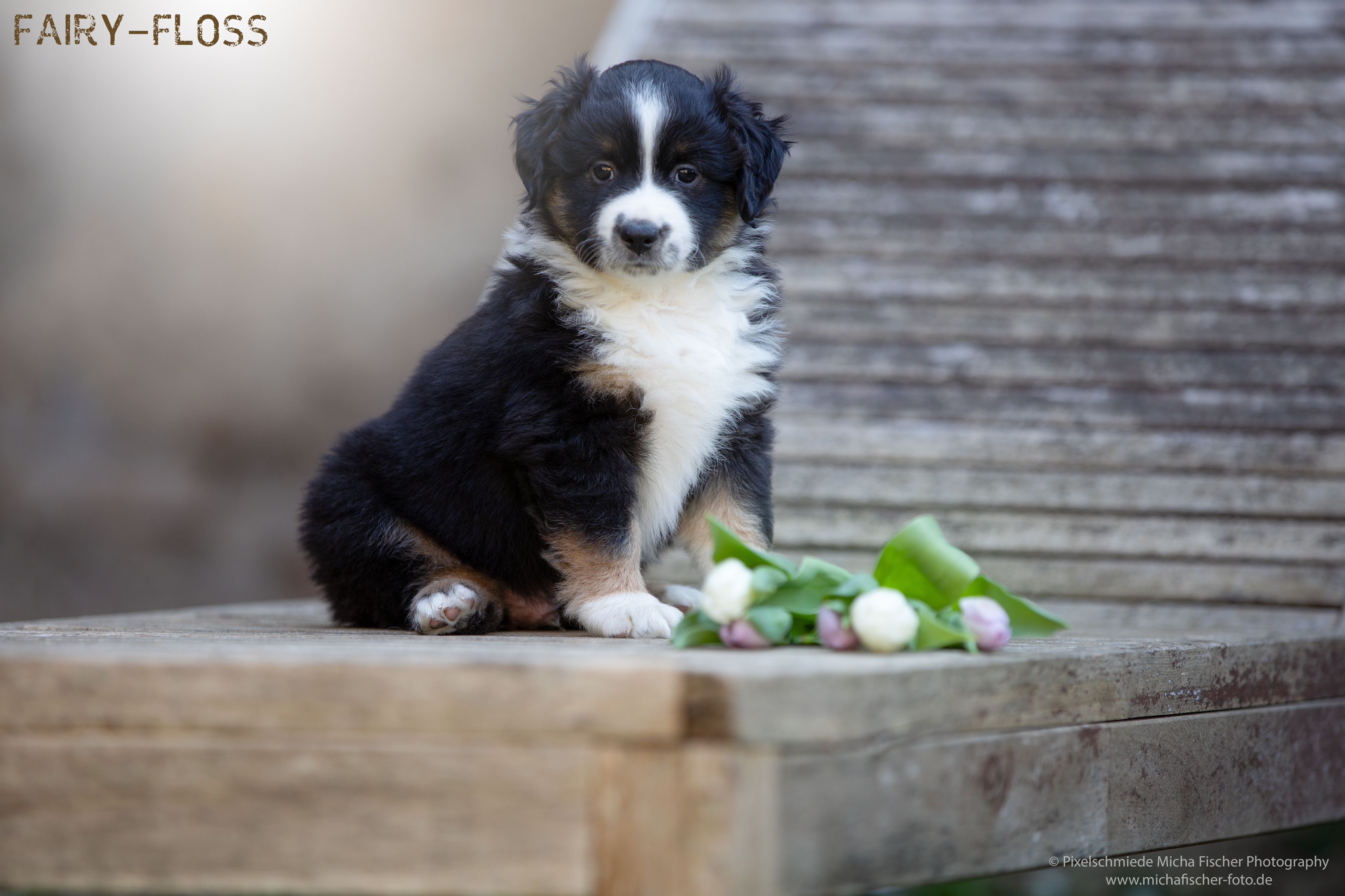 Fairy-Floss-Aussies - Mini Aussie / Mini Amercian Shepherd