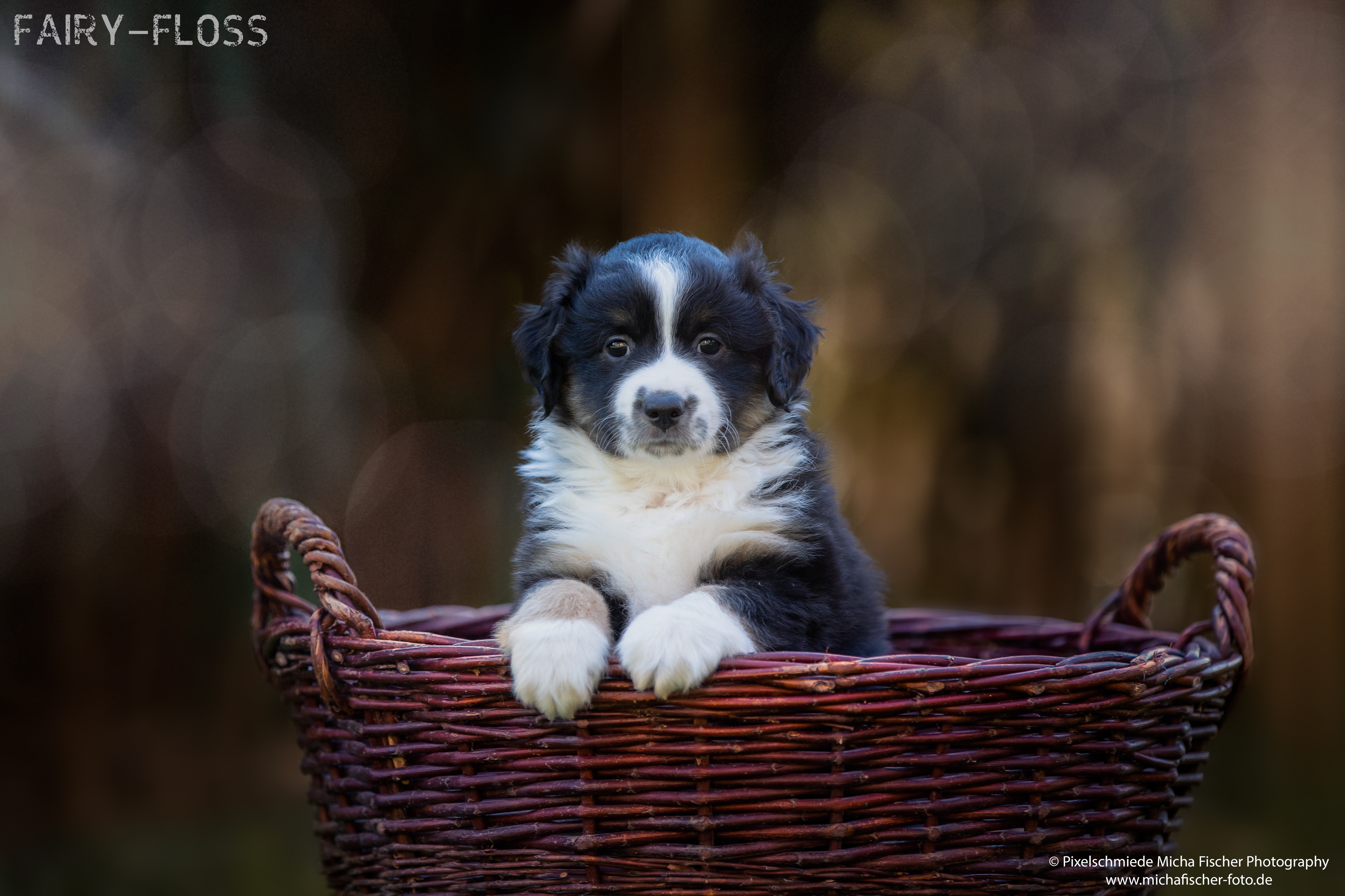 Fairy-Floss-Aussies - Mini Aussie / Mini Amercian Shepherd