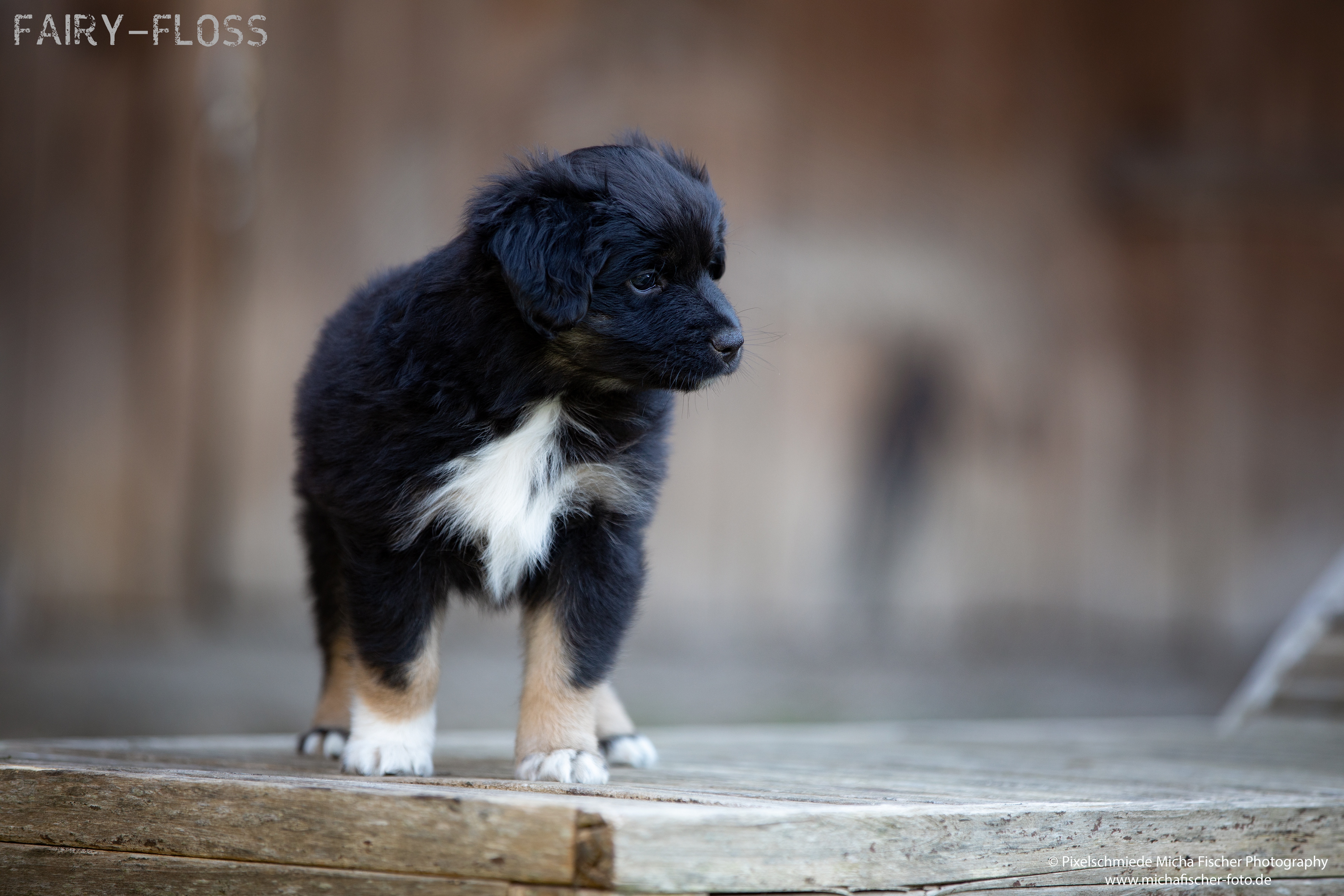 Fairy-Floss-Aussies - Mini Aussie / Mini Amercian Shepherd