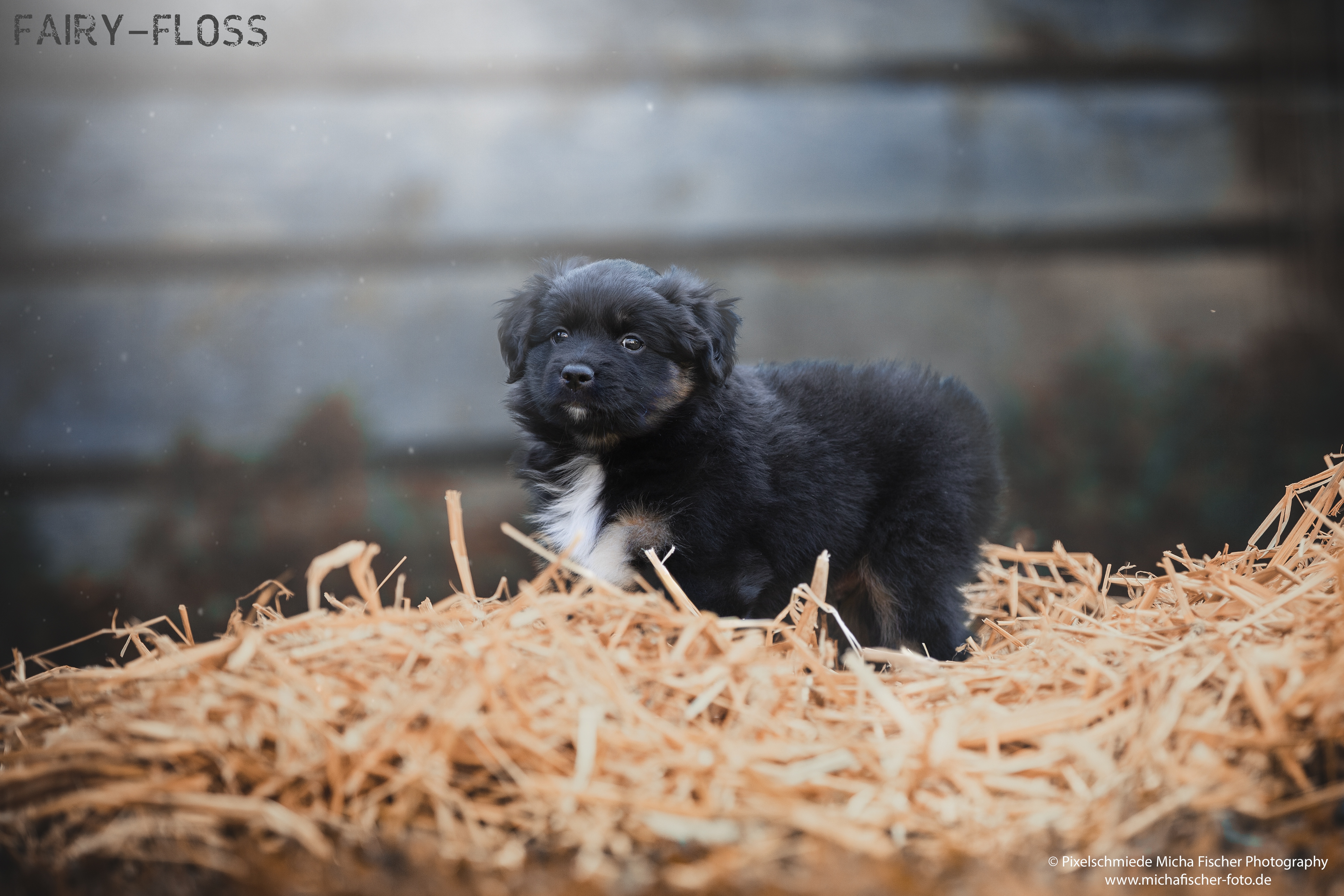 Fairy-Floss-Aussies - Mini Aussie / Mini Amercian Shepherd