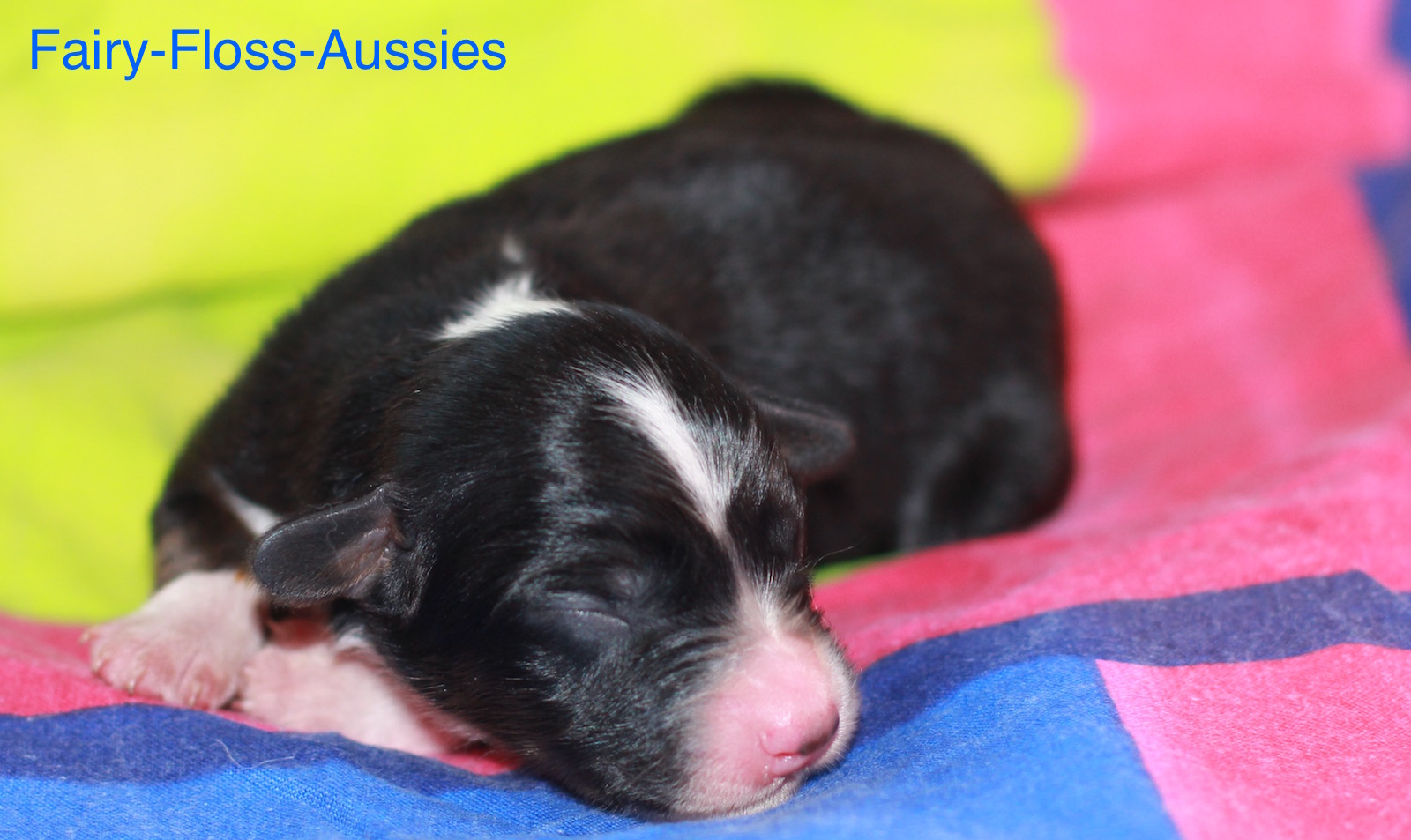 Black Tri Mini Aussie