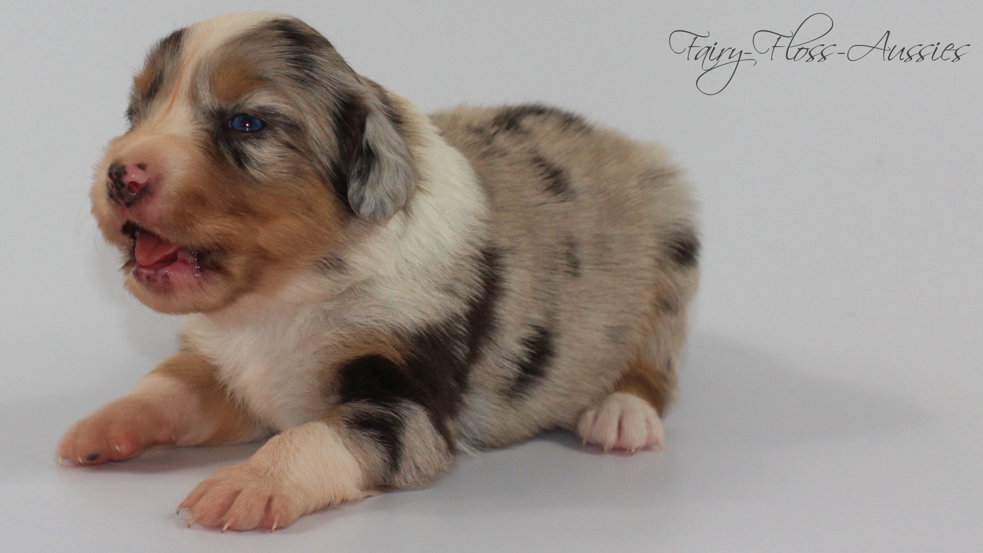 Mini Aussie Welpen - Miniature Australian Shepherd Züchter Mini Aussie Welpen