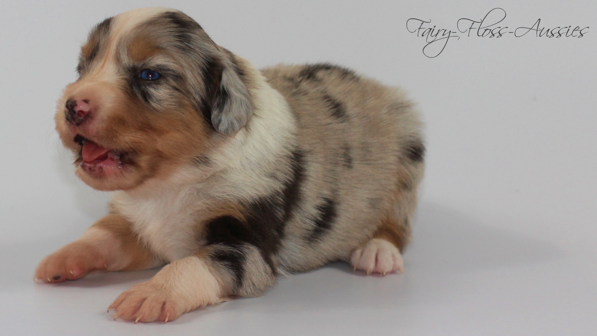 Mini Aussie Welpen