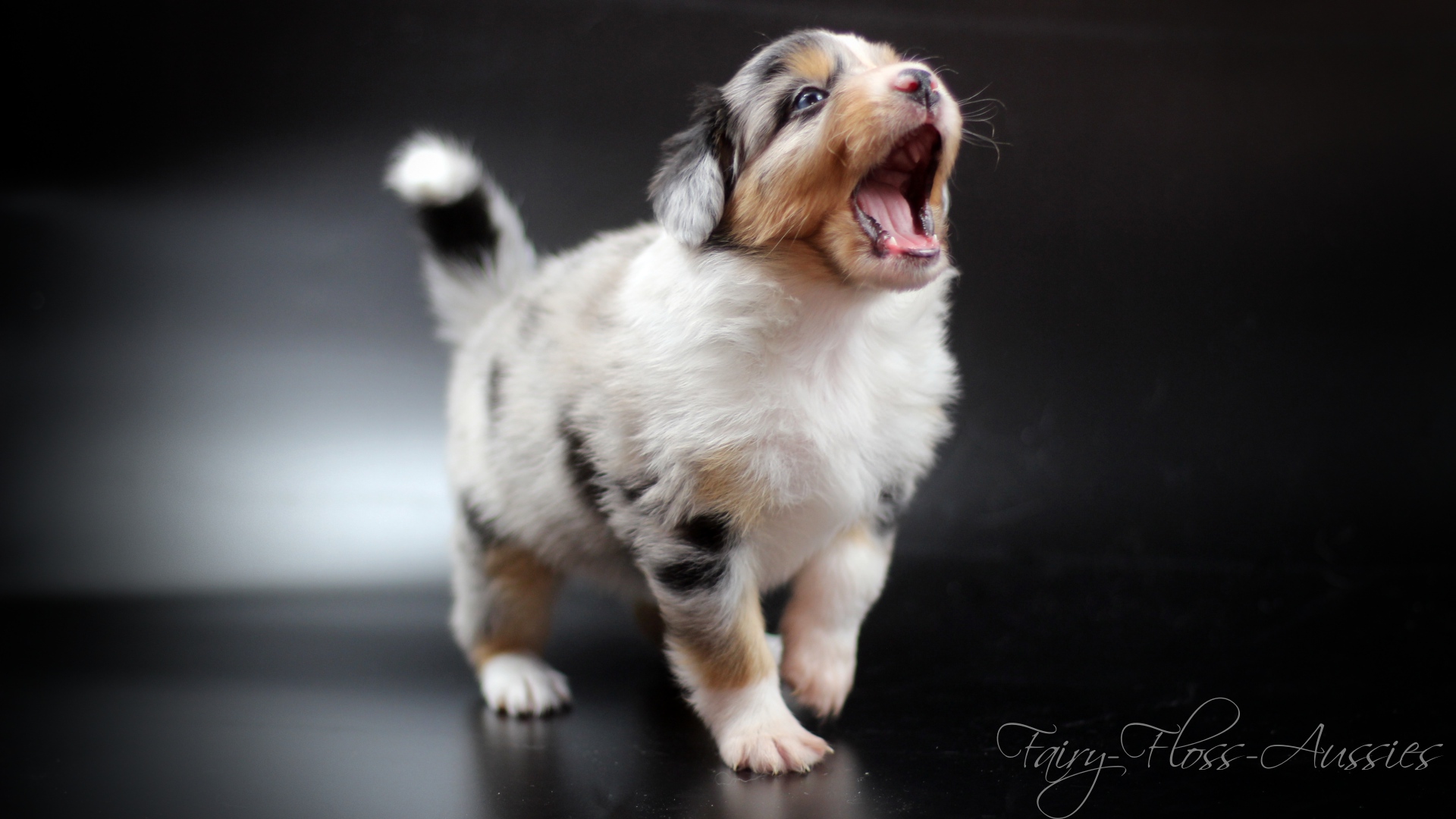 Mini Aussie Welpen