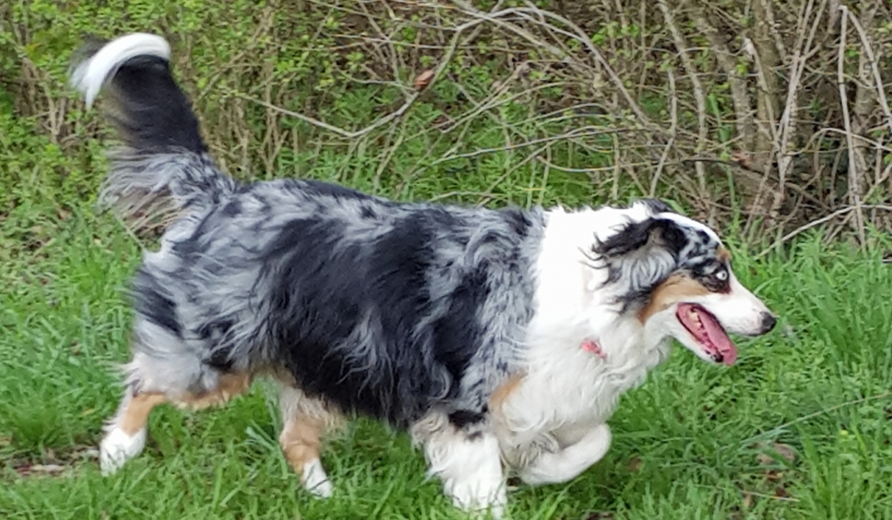 Mini Aussie