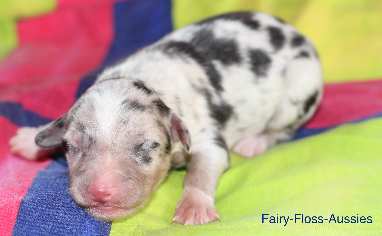 Mini American Shepherd Welpe