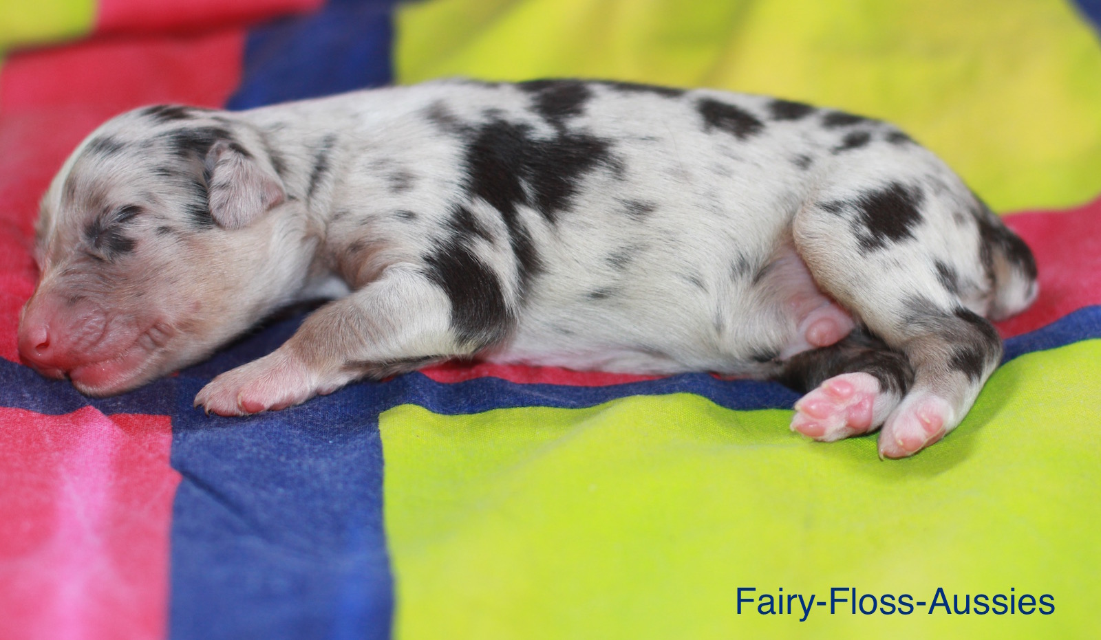 Mini American Shepherd Welpe