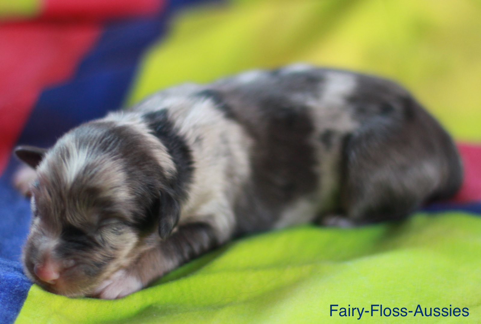 Mini American Shepherd Welpe