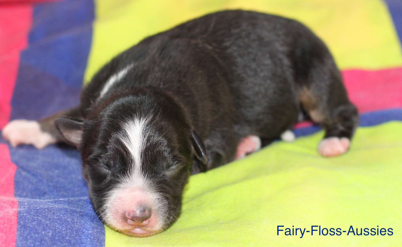 Mini American Shepherd Welpe