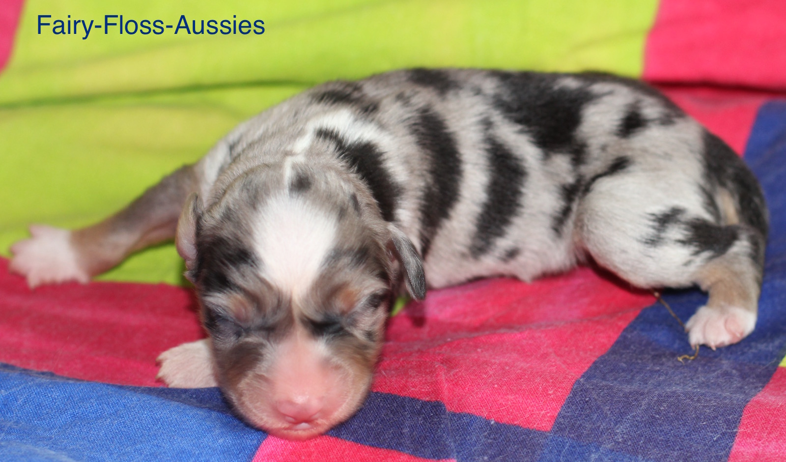 Mini American Shepherd Welpe