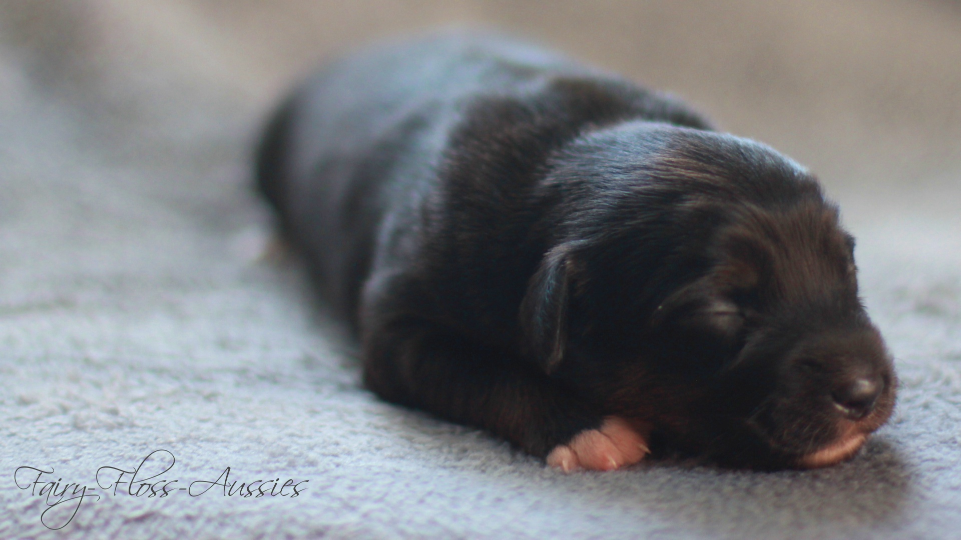 Mini Aussie Welpen